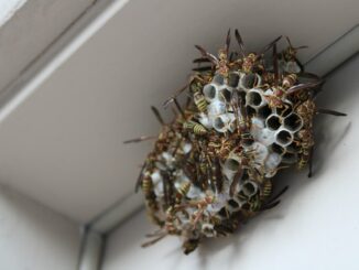 wasp nest removal vancouver