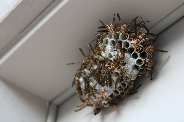 wasp nest removal vancouver