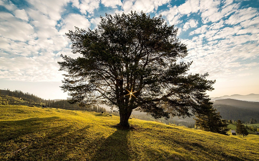 Tree pruning is essential to the health of your trees